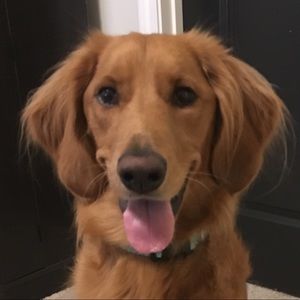 Meet your Posher, Rosie